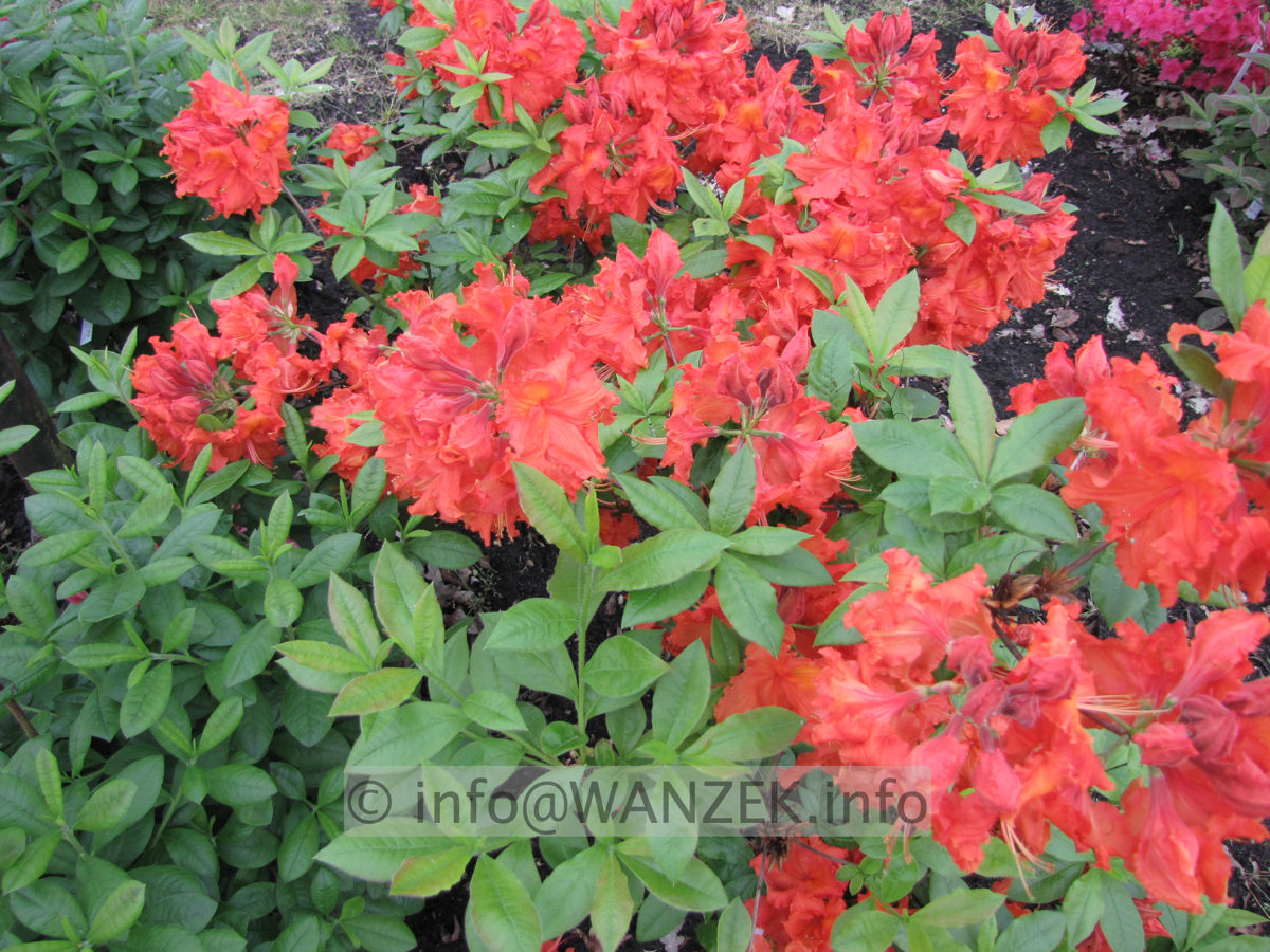 Azalea Knaphill Feuerwerk.JPG